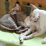 Инди 3,5 месяца