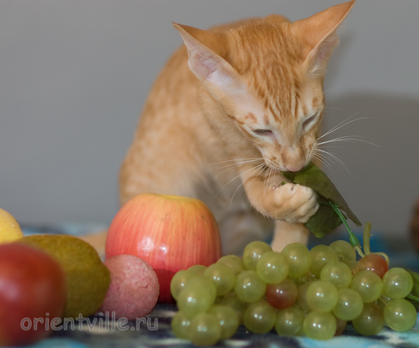 Хитюша, 3,5 месяца