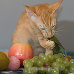 Хитюша, 3,5 месяца