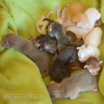 ориентальные котята