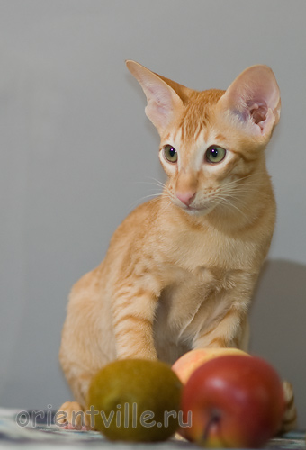 Хитюша, 3,5 месяца