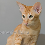 Хитюша, 3,5 месяца