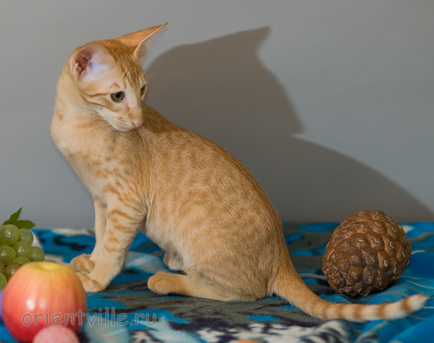 Хитюша, 3,5 месяца