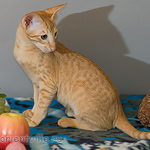 Хитюша, 3,5 месяца