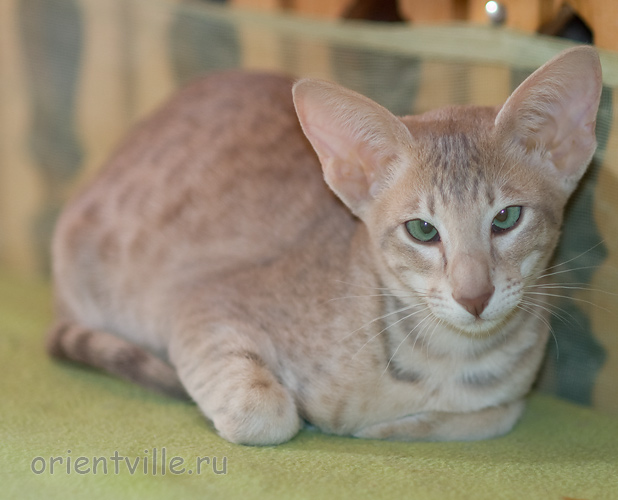 Люся 3,5 месяца