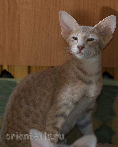 Люся 3,5 месяца