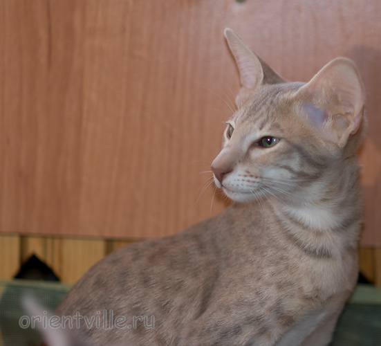 Люся 3,5 месяца