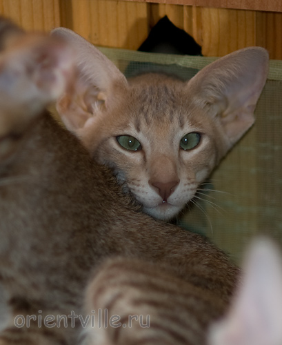 Люся 3,5 месяца