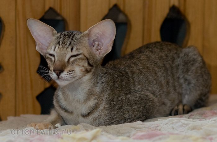 Гера 2,5 месяца