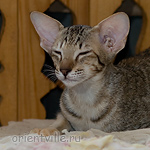 Гера 2,5 месяца