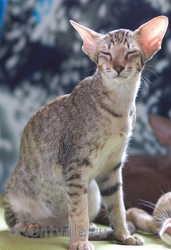 Гера 2,5 месяца