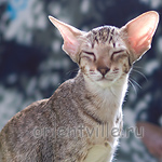 Гера 2,5 месяца