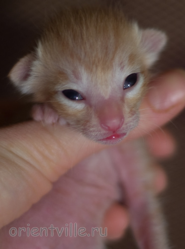 Orientville's Het Masteen 4 дня