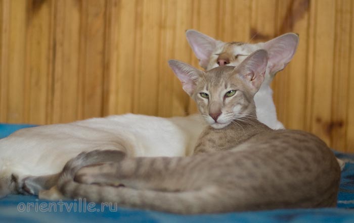 Люся 6 месяцев