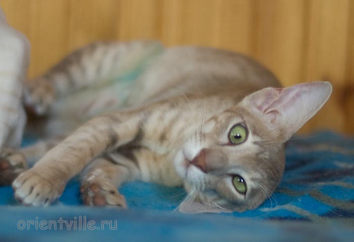 Люся 6 месяцев