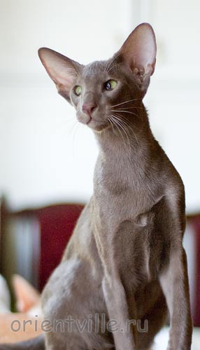 Лис 6 месяцев