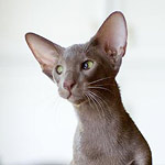 Лис 6 месяцев