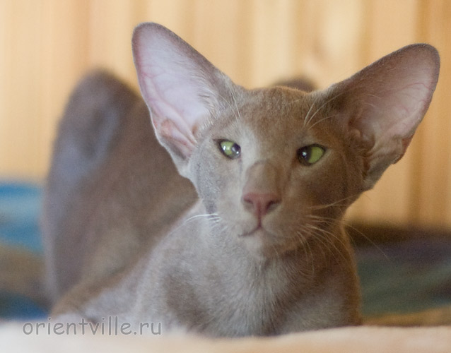 Лис 6 месяцев