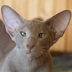 Лис 6 месяцев