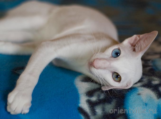 Hitch 6 месяцев