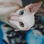 Hitch 6 месяцев