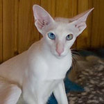 Hitch 6 месяцев