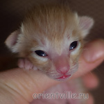 Orientville's Het Masteen 4 дня