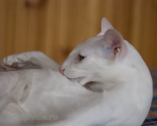 Hitch 8 месяцев