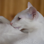 Hitch 8 месяцев