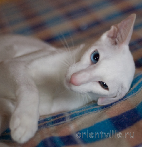 Hitch 8 месяцев