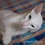 Hitch 8 месяцев