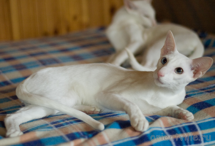 Hitch 8 месяцев