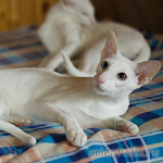 Hitch 8 месяцев