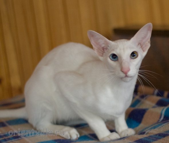 Hitch 8 месяцев