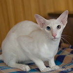 Hitch 8 месяцев