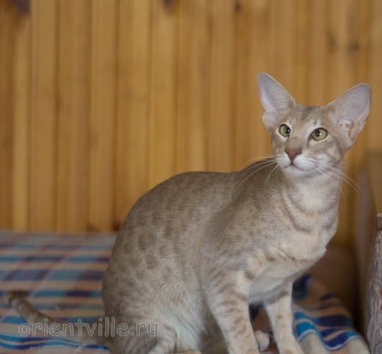 Люся 8 месяцев