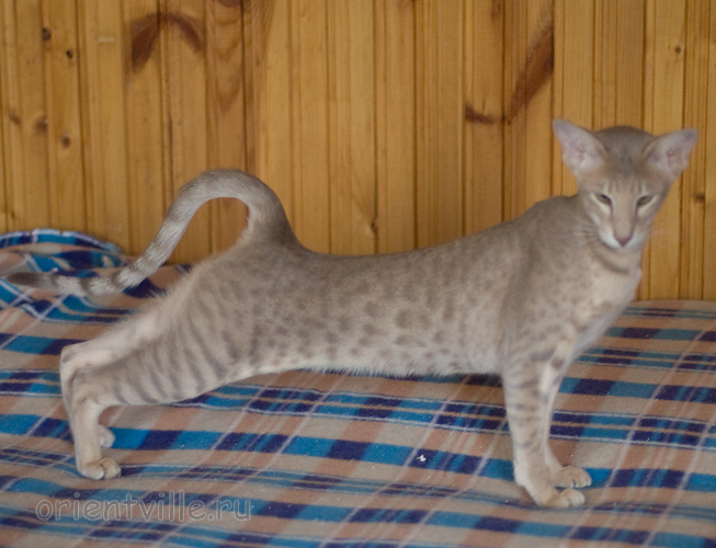 Люся 8 месяцев