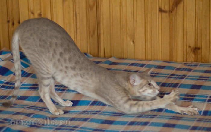 Люся 8 месяцев