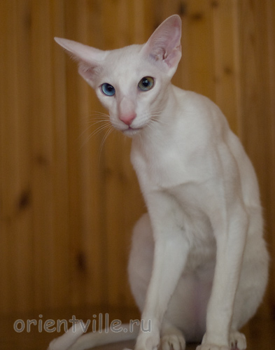 Hitch 8 месяцев