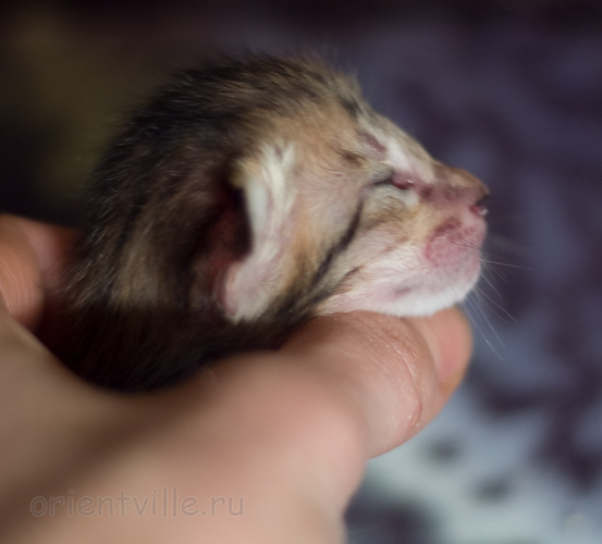 Orientville's Hermione Granger 4 дня