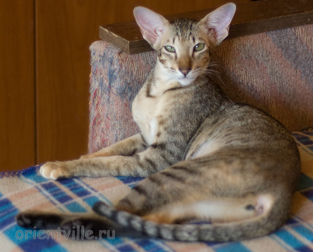 Шана 5 месяцев