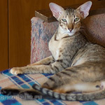 Шана 5 месяцев