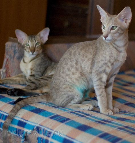 Люся 5 месяцев