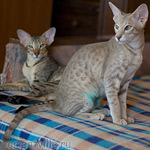 Шана 5 месяцев