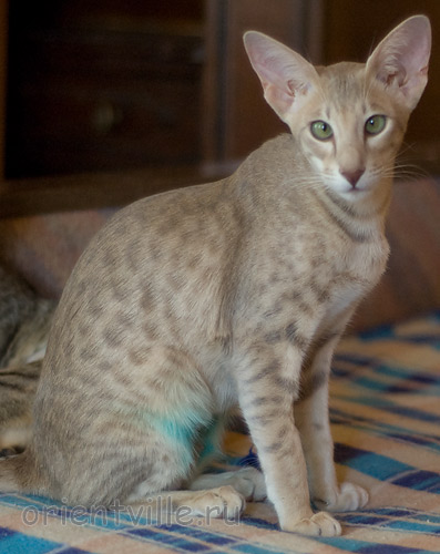 Люся 5 месяцев