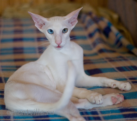 Hitch 5 месяцев