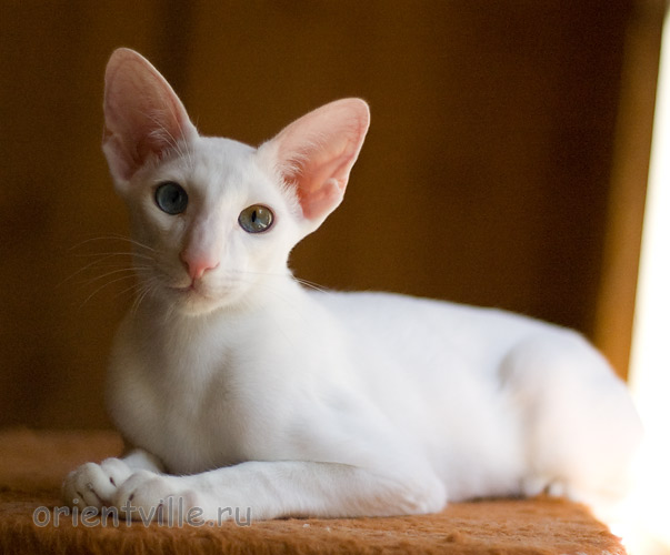 Hitch 5 месяцев