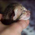 Orientville's Hermione Granger 4 дня