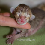 Orientville's Imogen 1 день