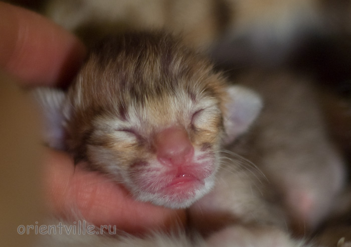 ориентальный котенок